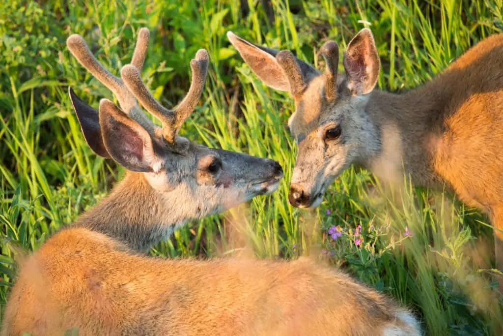 Two buck deer;Neal Herbert;July 2014;Catalog #19651d;Original #1881