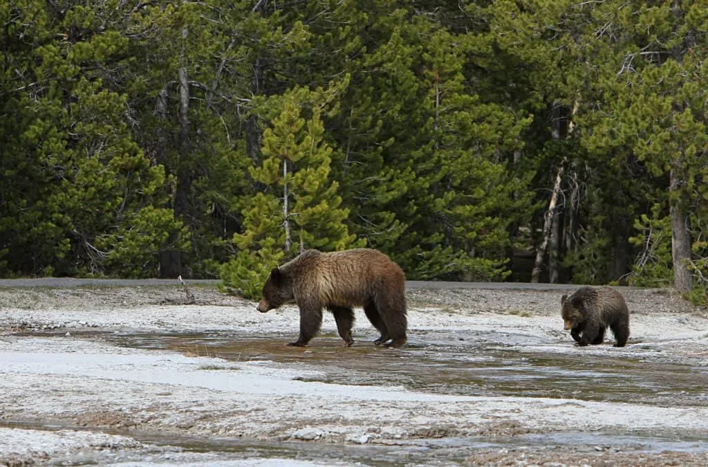 Grizzly sow and yearling near Daisy geyser;Jim Peaco;May 15, 2014