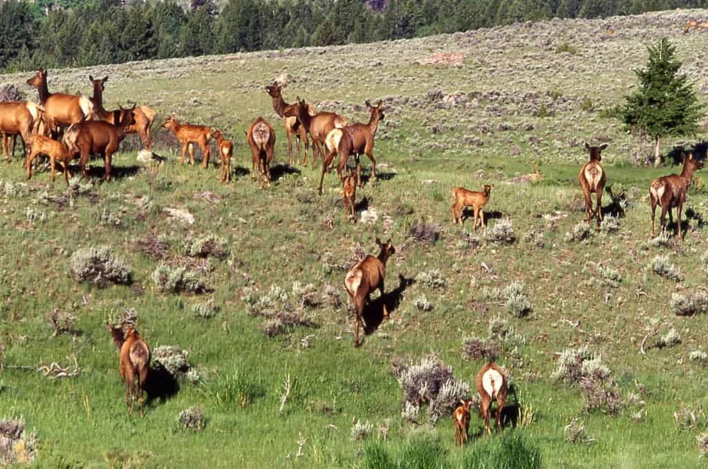 Elk herd near Mammoth;Jim Peaco;June 1999