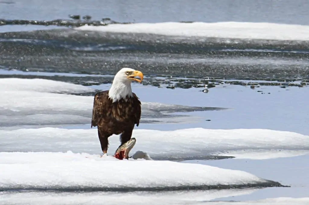 Bald eagle feeding on a lake trout on Lewis Lake;Jim Peaco;June 3, 2014