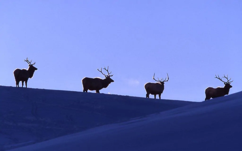 Bull elk in Lamar Valley;Jim Peaco;February 1998