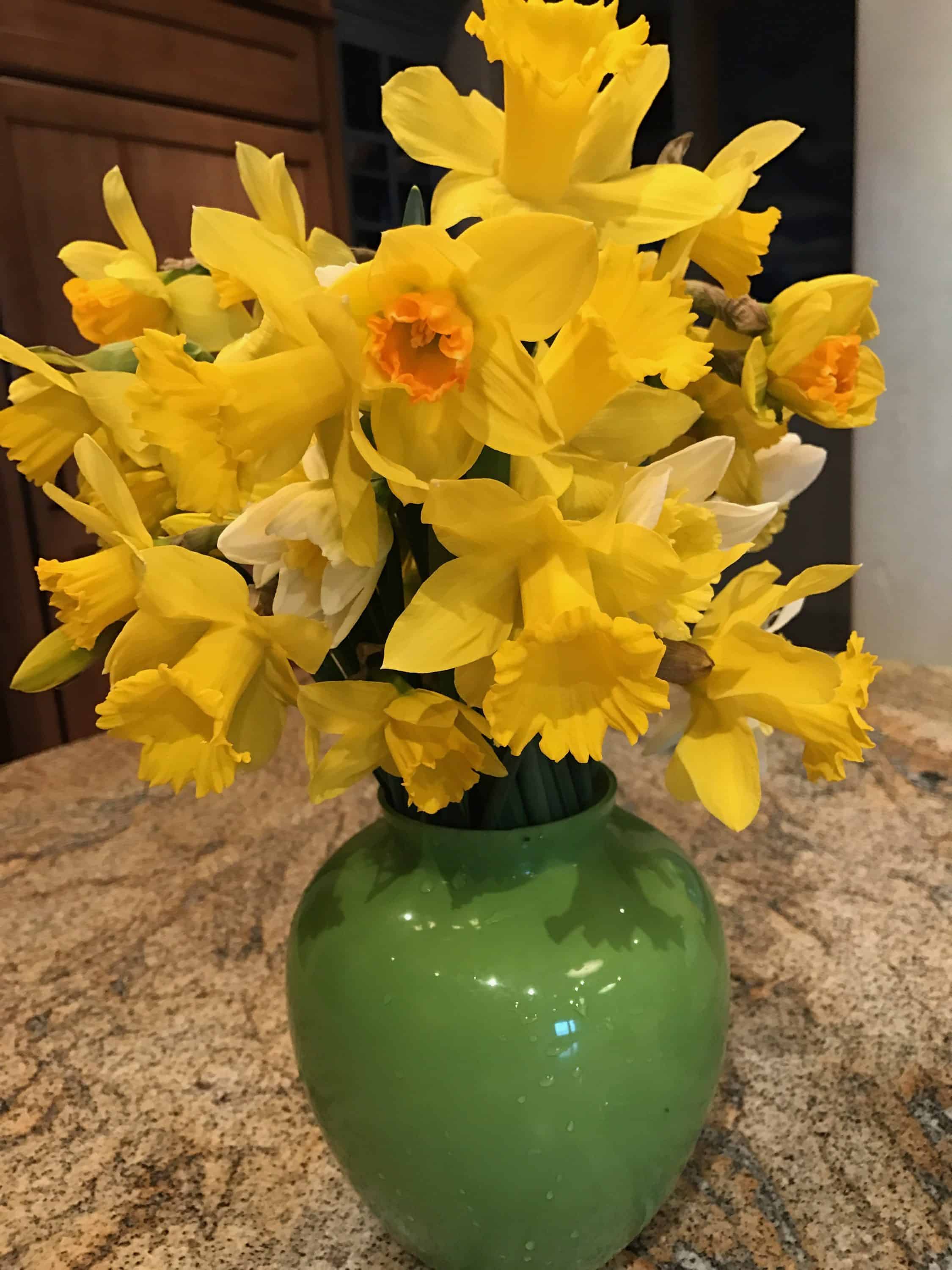 Bozeman-Daffodils